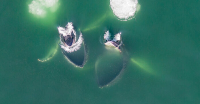 Whales, From Above - The New York Times
