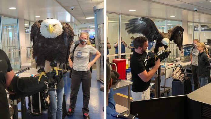 Twitter users react to TSA screening bald eagle at North Twitter users react to TSA screening bald eagle at North Carolina airport: 'He is gorgeous!'