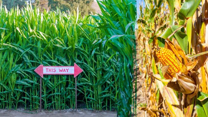 Corn mazes around the United States known for their intricate designs and unique challenges