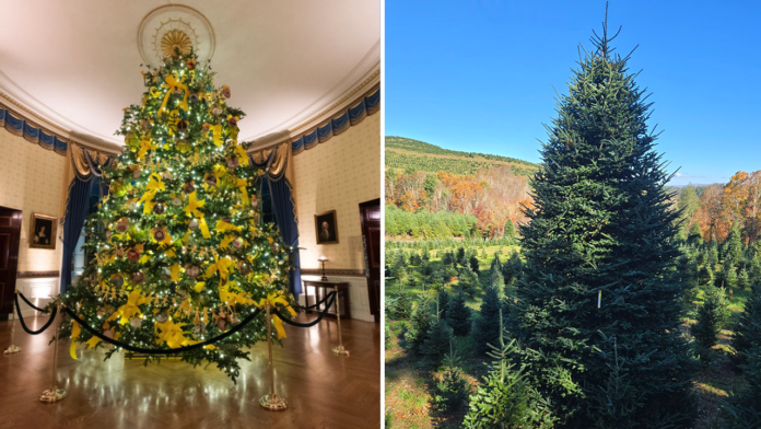 Family farm in North Carolina to provide 2024 White House Family farm in North Carolina to provide 2024 White House Christmas tree