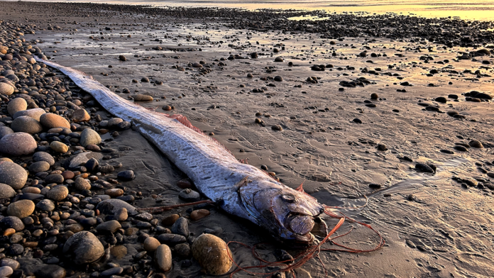 Rare 'doomsday fish,' spotted by California woman who was walking Rare 'doomsday fish,' spotted by California woman who was walking along beach