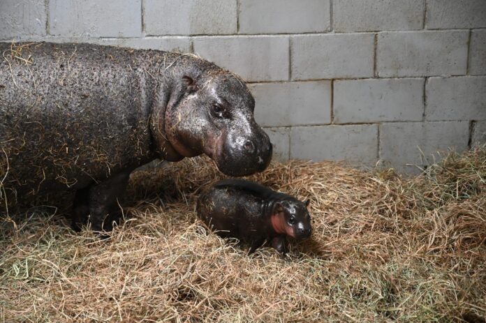 Zoo in Virginia launches poll to name newborn pygmy hippopotamus Zoo in Virginia launches poll to name newborn pygmy hippopotamus calf