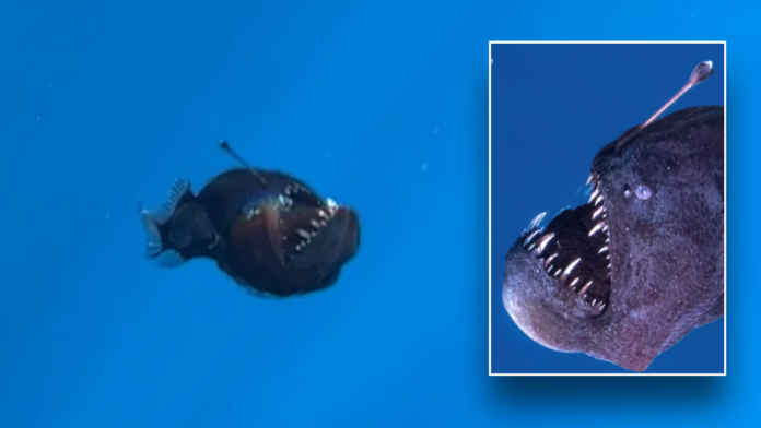 Spooky deep-sea anglerfish caught on camera by Spanish researchers near Spooky deep-sea anglerfish caught on camera by Spanish researchers near Canary Islands