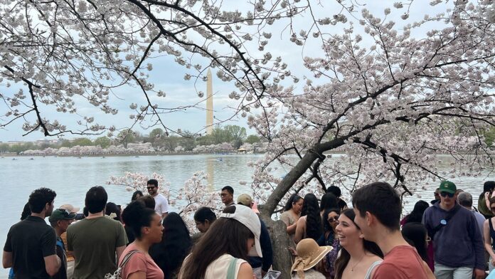 Amid big crowds, travel do's and don'ts for DC cherry Amid big crowds, travel do's and don'ts for DC cherry blossom season as blooms peak