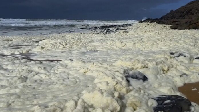 Beachgoers report falling ill as mysterious foam and dozens of dead fish wash ashore