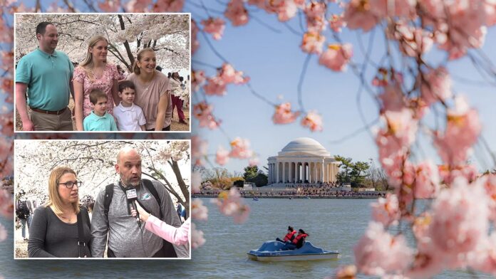 Travelers seeing DC's cherry blossoms ponder if it's 'illegal' to pick blooms, park ranger replies