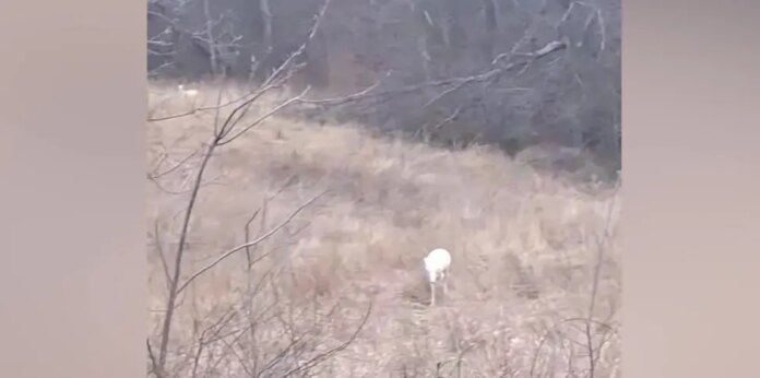 Rare 'albino' deer are spotted by Iowa family driving home on back roads