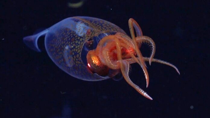 Shocking deep sea discovery catches baby colossal squid on camera