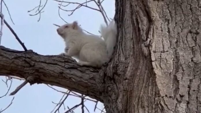 'Super rare' albino squirrel is spotted on South Dakota golf 'Super rare' albino squirrel is spotted on South Dakota golf course