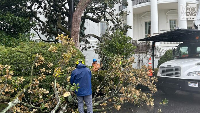 Trump to plant new Jackson magnolia tree at White House: 'We've done everything for this tree'