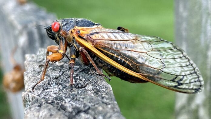 Brood XIV cicadas prepare for month-long emergence, from Georgia to New York
