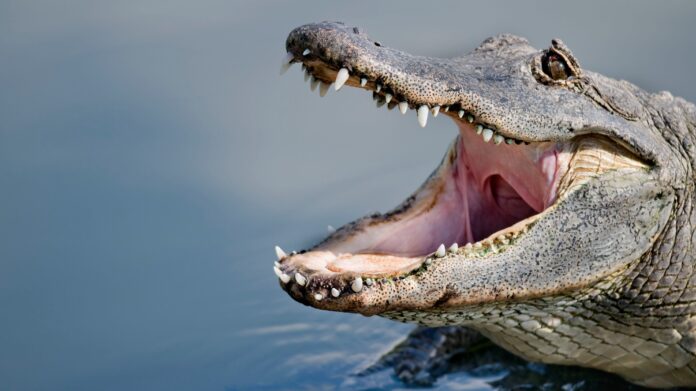 Florida researchers studied alligator bites and have determined the reason for 96% of them
