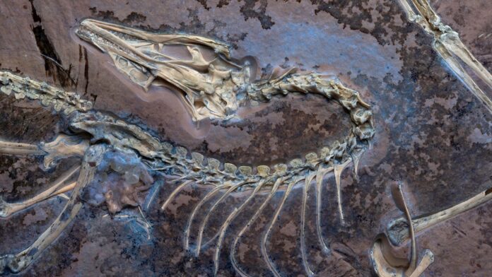 Rare Archaeopteryx fossil reveals new insights about earliest known birds