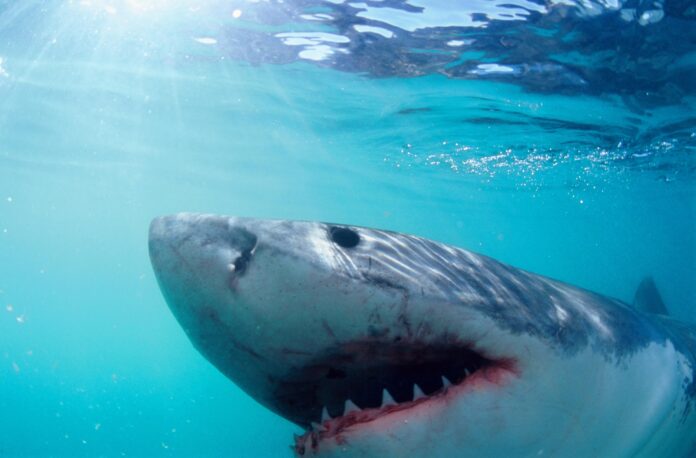 As 'Jaws' celebrates 50 years, recent shark attacks fuel age-old fears, plus smart summer tips