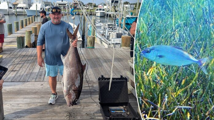 Fisherman shatters North Carolina's previous state record for Almaco Jack
