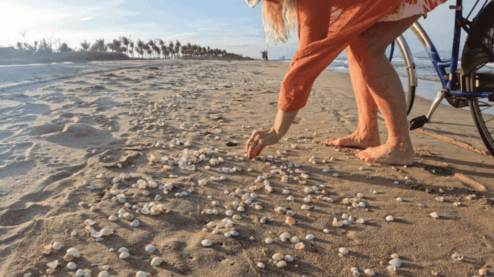 woman collecting seashells on beach