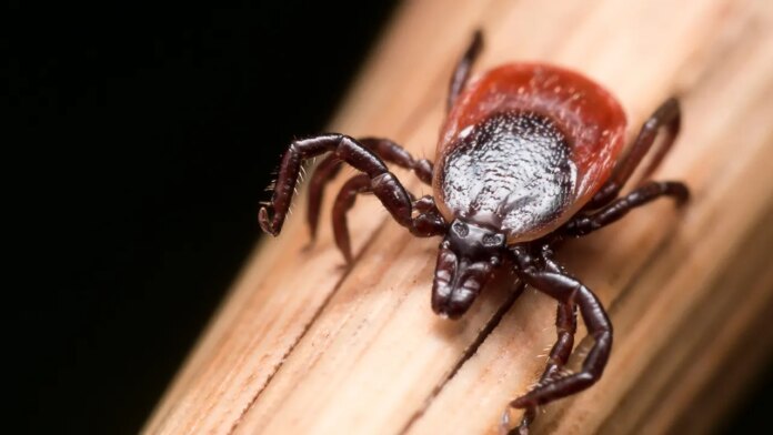 Tick-borne disease risk grows as species migrate to new areas of US, experts say