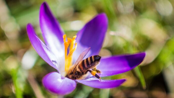 Bee swarm in French town leaves 24 injured, 3 in critical condition