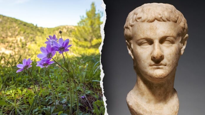 Cruel Roman emperor Caligula had surprising knowledge of medicinal plants, says study