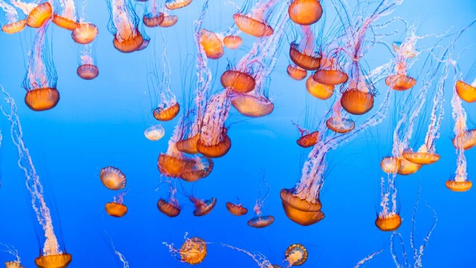 Jellyfish force French nuclear power plant to shut down in Jellyfish force French nuclear power plant to shut down in unusual incident