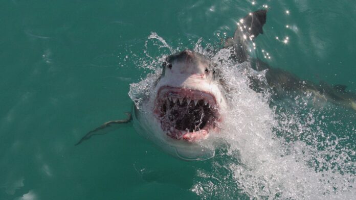 Northeast beaches are seeing more great white sharks as summer winds down