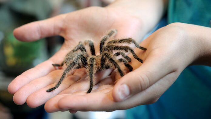 Tarantula mating season brings massive spider swarms to Southwest states