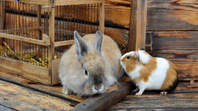 Zoo's controversial pet feeding policy for predators divides critics