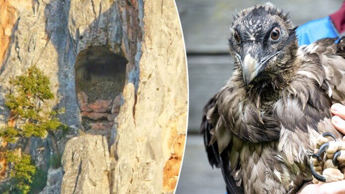 Archaeologists discover 13th-century sandal in bearded vulture nest in Spain Archaeologists discover 13th-century sandal in bearded vulture nest in Spain