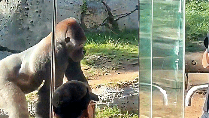 Gorilla charges its habitat, shattering glass at San Diego Zoo, shocking visitors