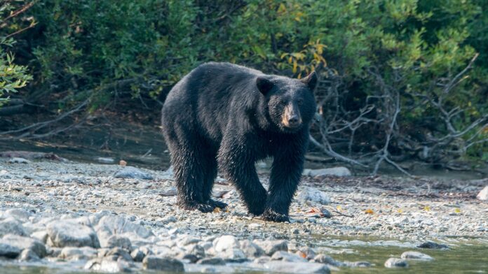 Man dies from suspected bear attack days after texting family Man dies from suspected bear attack days after texting family photos of beast
