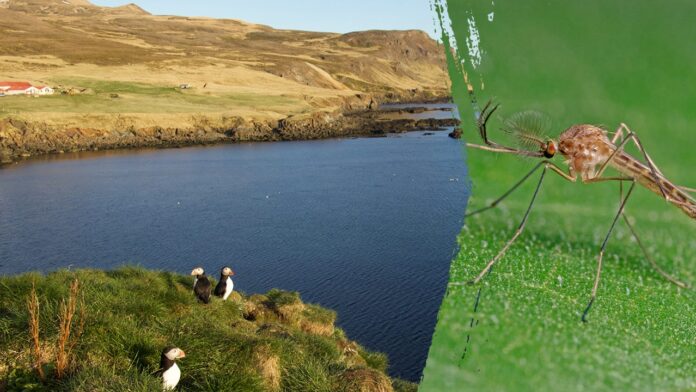 Mosquitoes spotted in Iceland for the first time in recorded history