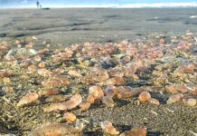 Sea cucumbers by the thousands are washing ashore on Seaside, Oregon, beach coastline Sea cucumbers by the thousands are washing ashore on Seaside, Oregon, beach coastline