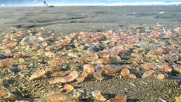 Sea cucumbers by the thousands are washing ashore on Seaside, Sea cucumbers by the thousands are washing ashore on Seaside, Oregon, beach coastline