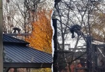 Female chimpanzee escapes from her Indianapolis Zoo enclosure, safely returned Female chimpanzee escapes from her Indianapolis Zoo enclosure, safely returned