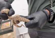 Man caught smuggling 186 exotic animals in suitcase at Tel Aviv airport, authorities say Man caught smuggling 186 exotic animals in suitcase at Tel Aviv airport, authorities say