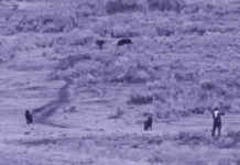 Man cited by Yellowstone rangers for approaching wolf pack, spraying substance Man cited by Yellowstone rangers for approaching wolf pack, spraying substance