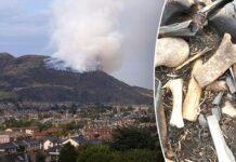 Mysterious bones found near landmark location in Edinburgh, Scotland, spark investigation Mysterious bones found near landmark location in Edinburgh, Scotland, spark investigation
