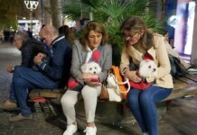 Town in Italy considers hitting tourists with $2 daily dog tax as critics push back Town in Italy considers hitting tourists with $2 daily dog tax as critics push back