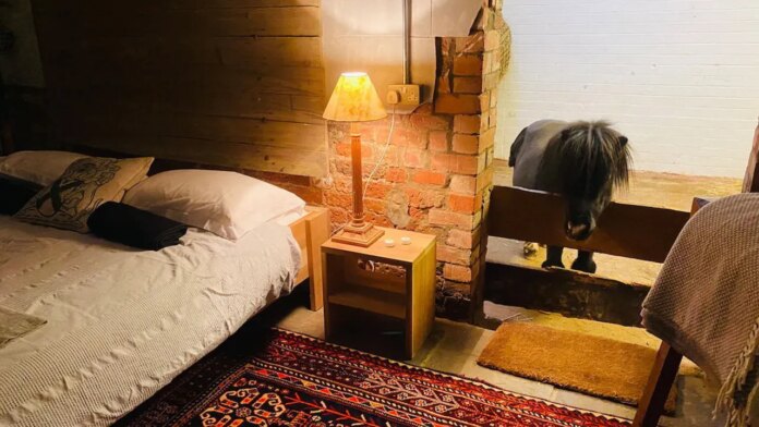 Unique Airbnb barn with miniature horse Basil costs $230 per Unique Airbnb barn with miniature horse Basil costs $230 per night