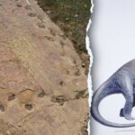 Dinosaur limping evidence found in 150 million-year-old Colorado trackway Dinosaur limping evidence found in 150 million-year-old Colorado trackway