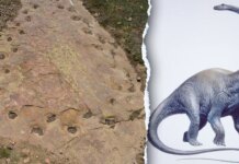 Dinosaur limping evidence found in 150 million-year-old Colorado trackway Dinosaur limping evidence found in 150 million-year-old Colorado trackway