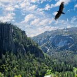 National parks removing non-compliant merchandise items under Trump order National parks removing non-compliant merchandise items under Trump order