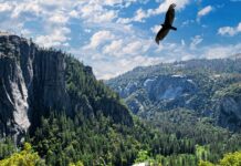 National parks removing non-compliant merchandise items under Trump order National parks removing non-compliant merchandise items under Trump order