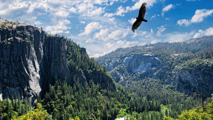 National parks removing non-compliant merchandise items under Trump order