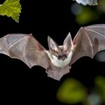 Nevada wildlife department confirms fungus linked to deadly white-nose syndrome in bats Nevada wildlife department confirms fungus linked to deadly white-nose syndrome in bats