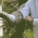 Six-foot python found hiding in palm tree near Miami home on Christmas Man pulls Burmese python from palm tree