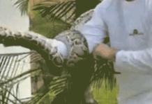 Six-foot python found hiding in palm tree near Miami home on Christmas Man pulls Burmese python from palm tree