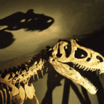 Dinosaur drama: Scientists say T rex’s growth took 40 years, far longer than believed Tyrannosaurus rex skeleton on display, showing large skull with sharp teeth and fossilized rib cage under dramatic lighting.