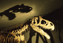 Dinosaur drama: Scientists say T rex’s growth took 40 years, far longer than believed Tyrannosaurus rex skeleton on display, showing large skull with sharp teeth and fossilized rib cage under dramatic lighting.