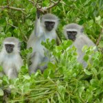 Escaped monkeys in St Louis prompt experts to help with potential capture Escaped monkeys in St Louis prompt experts to help with potential capture